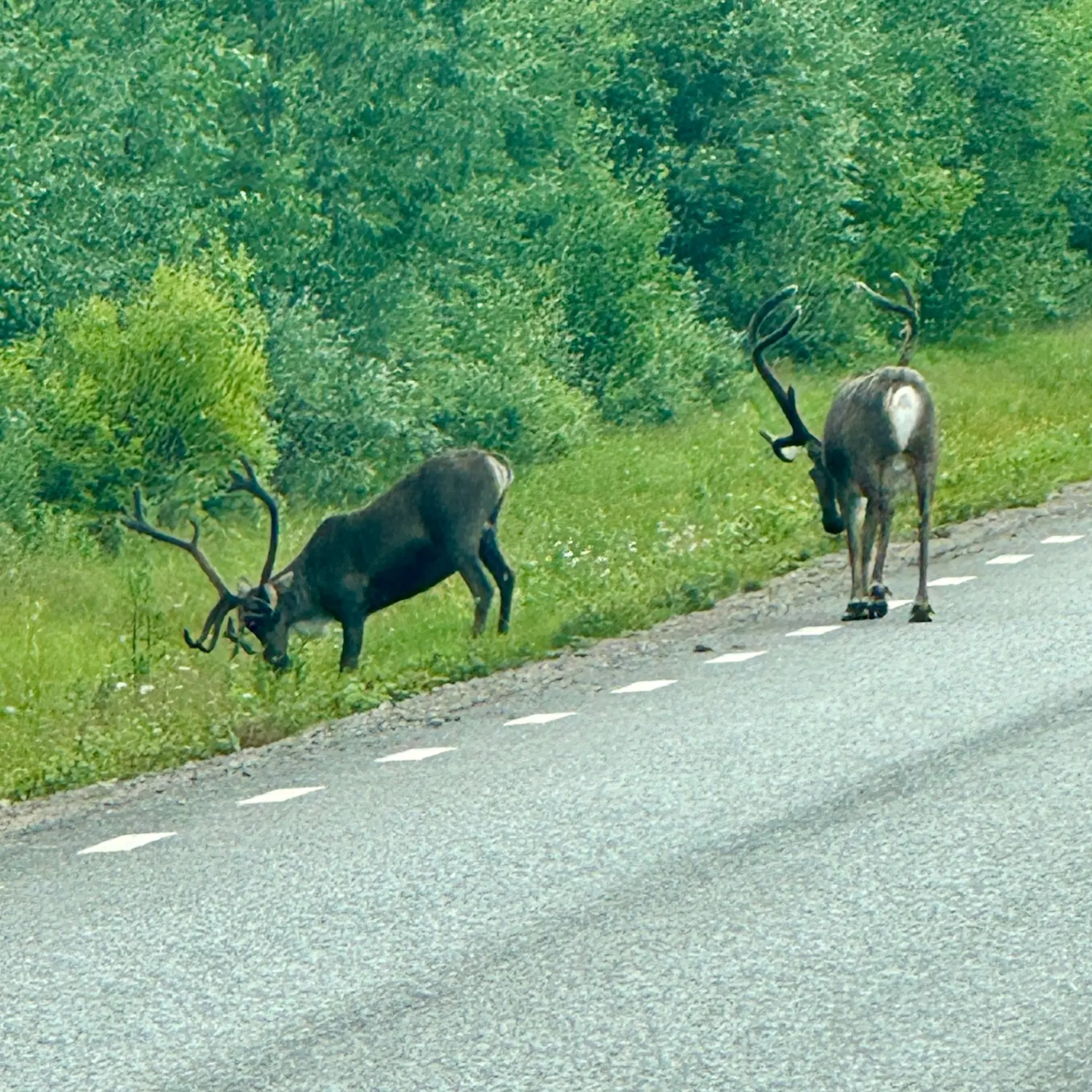 Sommerexpedition 2026 - Bild 6